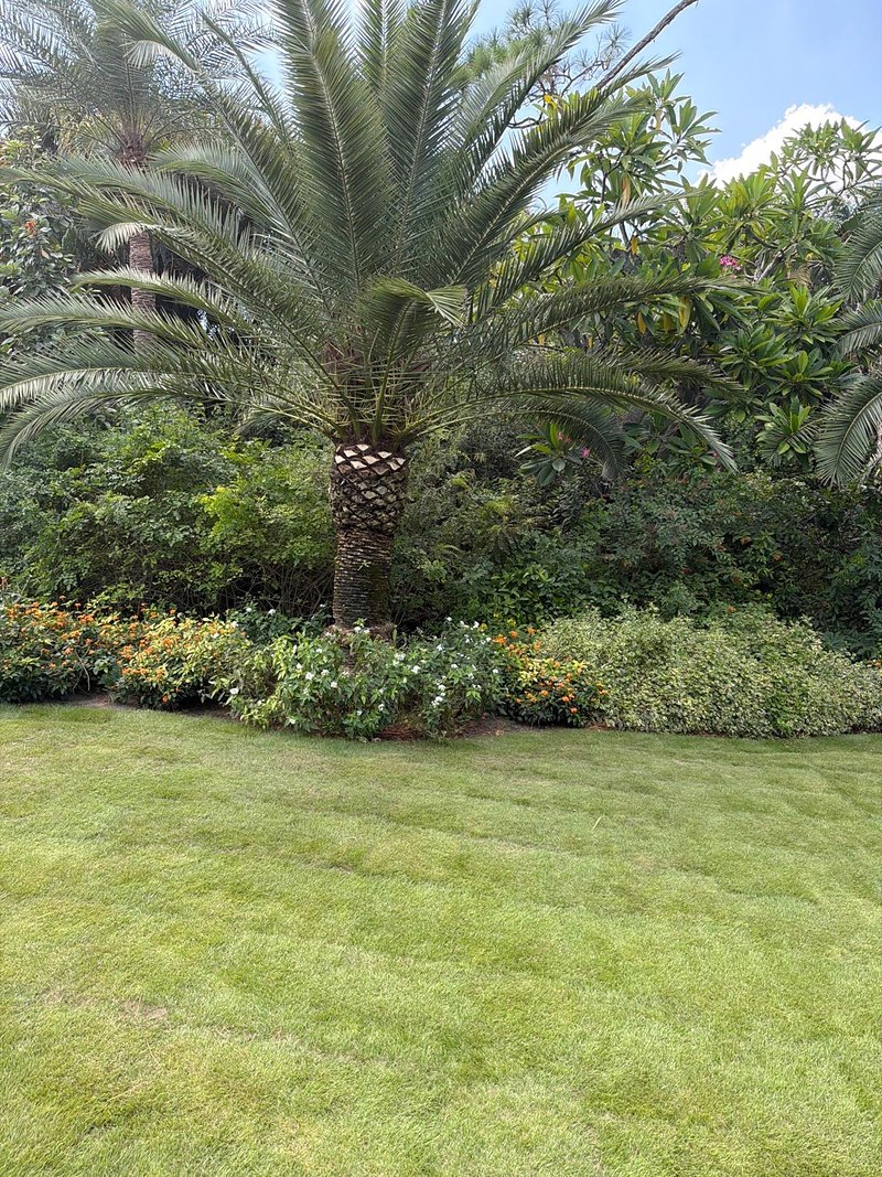 Mature Sylvester palm and layered shrub beds on a maintained Wellington, FL property