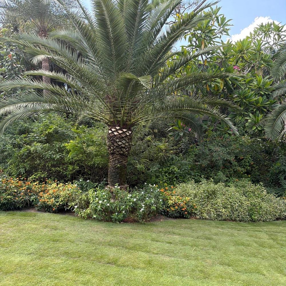 Maintained lawn and shrub beds around a mature Sylvester palm in Wellington, FL