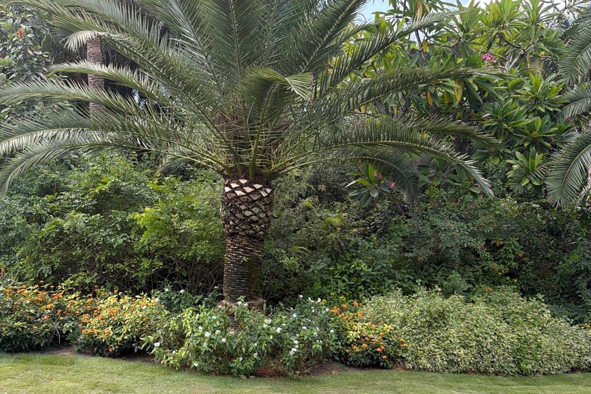 Maintained lawn and shrub beds around a mature Sylvester palm in Wellington, FL
