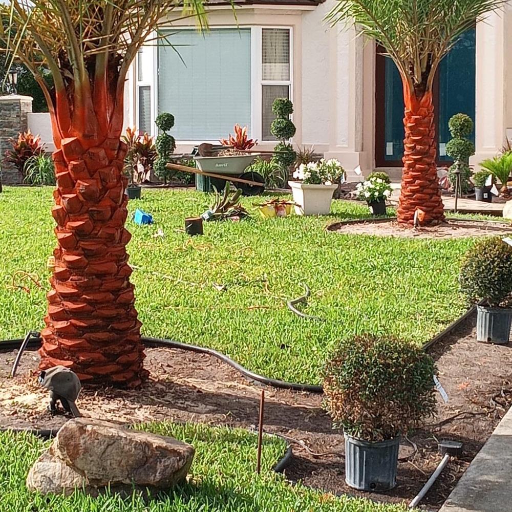 Sylvester palm installation and new bed design in a Wellington, FL front yard