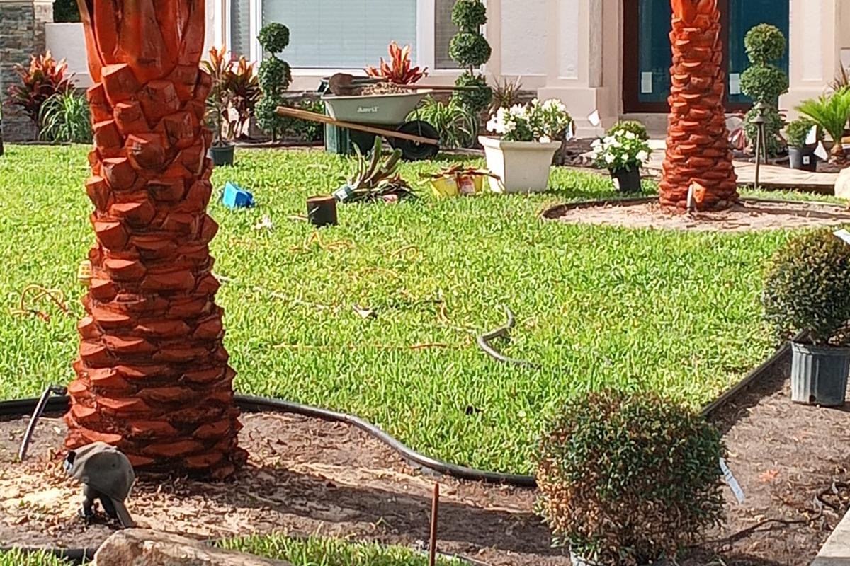 New Sylvester palms and bed planting during a front yard landscape install in Wellington, FL