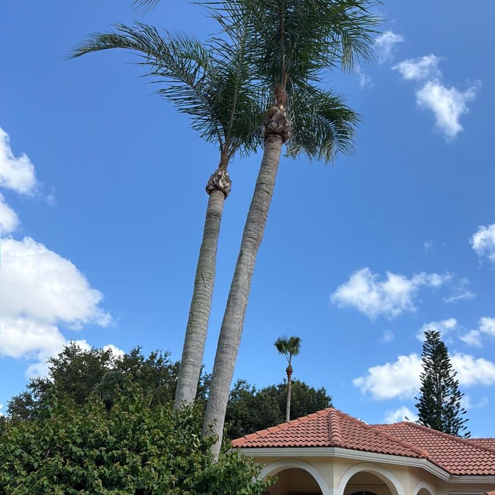 Royal palms after trimming and property cleanup in Loxahatchee, FL
