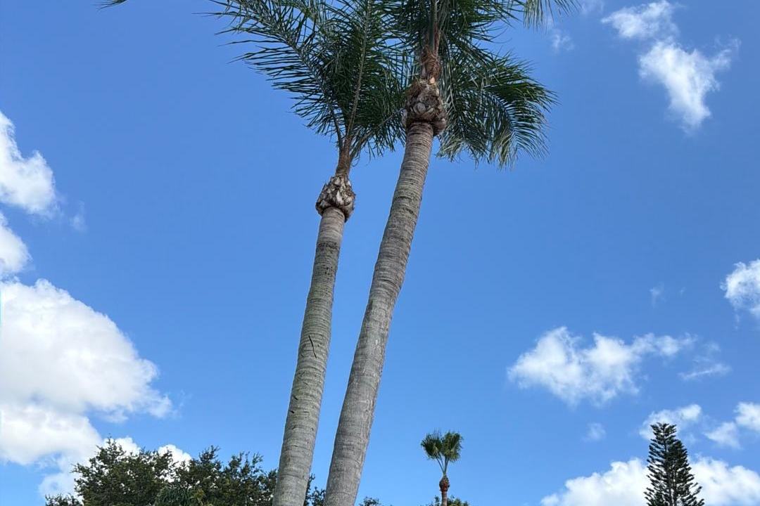 Freshly trimmed royal palms above a tile-roof home in Wellington, FL