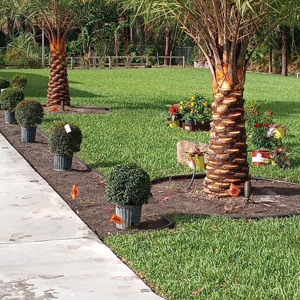 Palm and shrub planting along a walkway bed with a freshly striped lawn in Wellington, FL