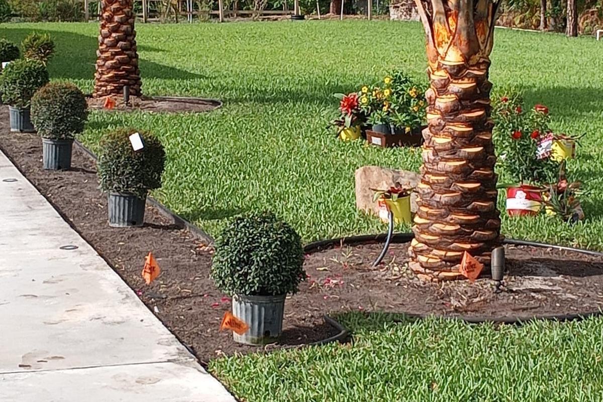 Freshly cut and striped lawn with maintained planting beds at a Wellington, FL property